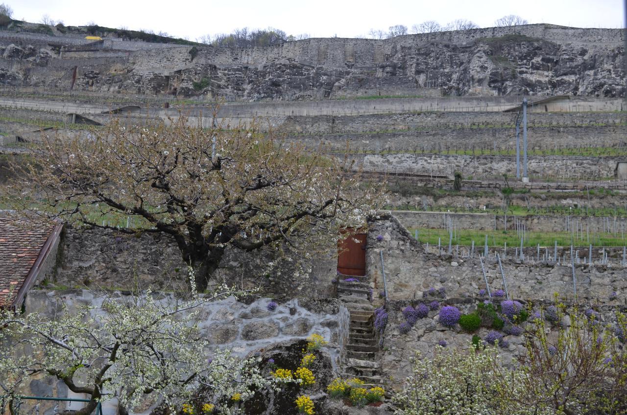 Domaine Du Burignon Saint-Saphorin Quarto foto